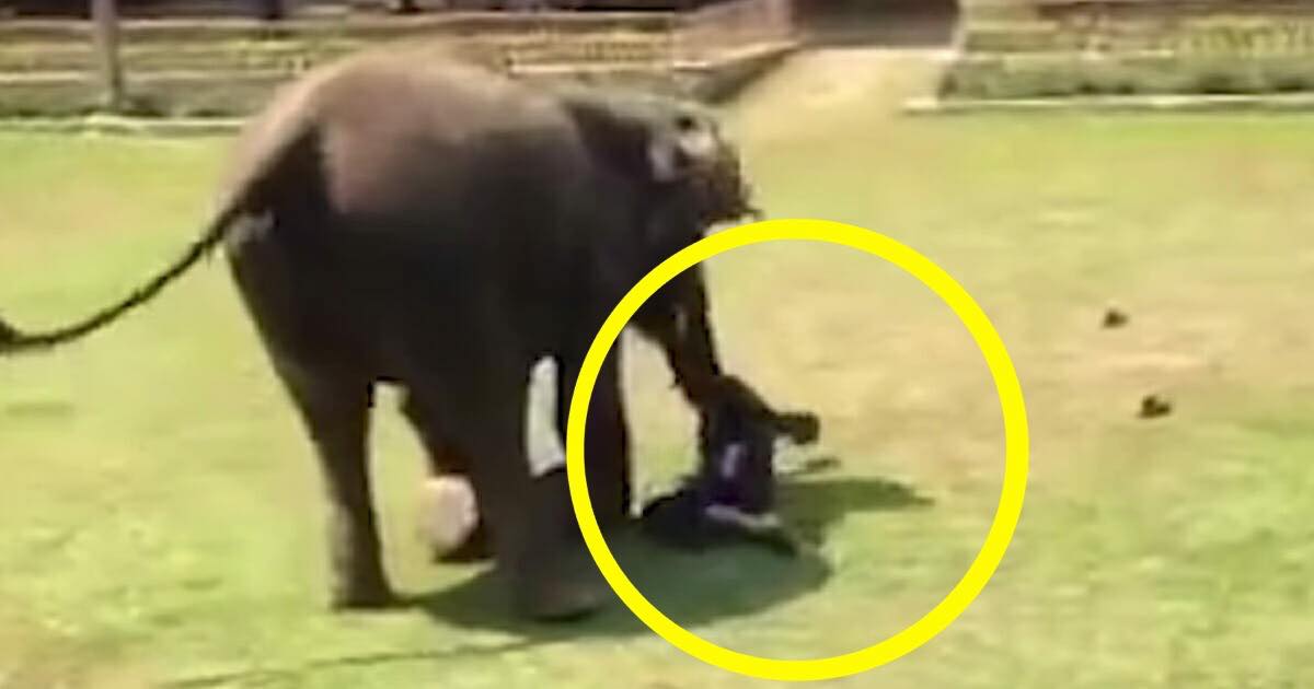 Venture Fordeling forsætlig Elefant opdager drengen "bliver slået ned" - elefantens reaktion deles nu  som en løbeild på nettet!